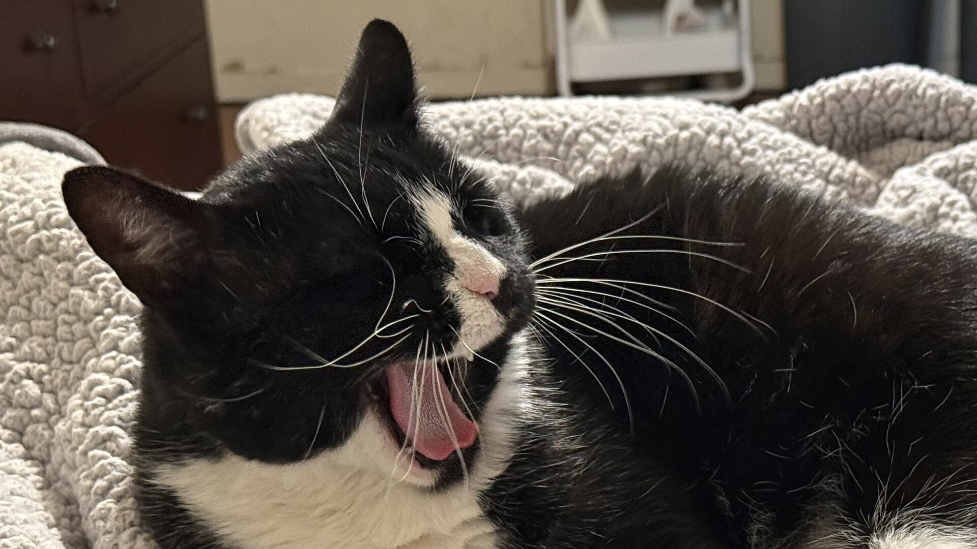 A Black and White Tuxedo Cat is in the middle of mid-yawn. It is lying down on a Sherpa blanket, in a bedroom.