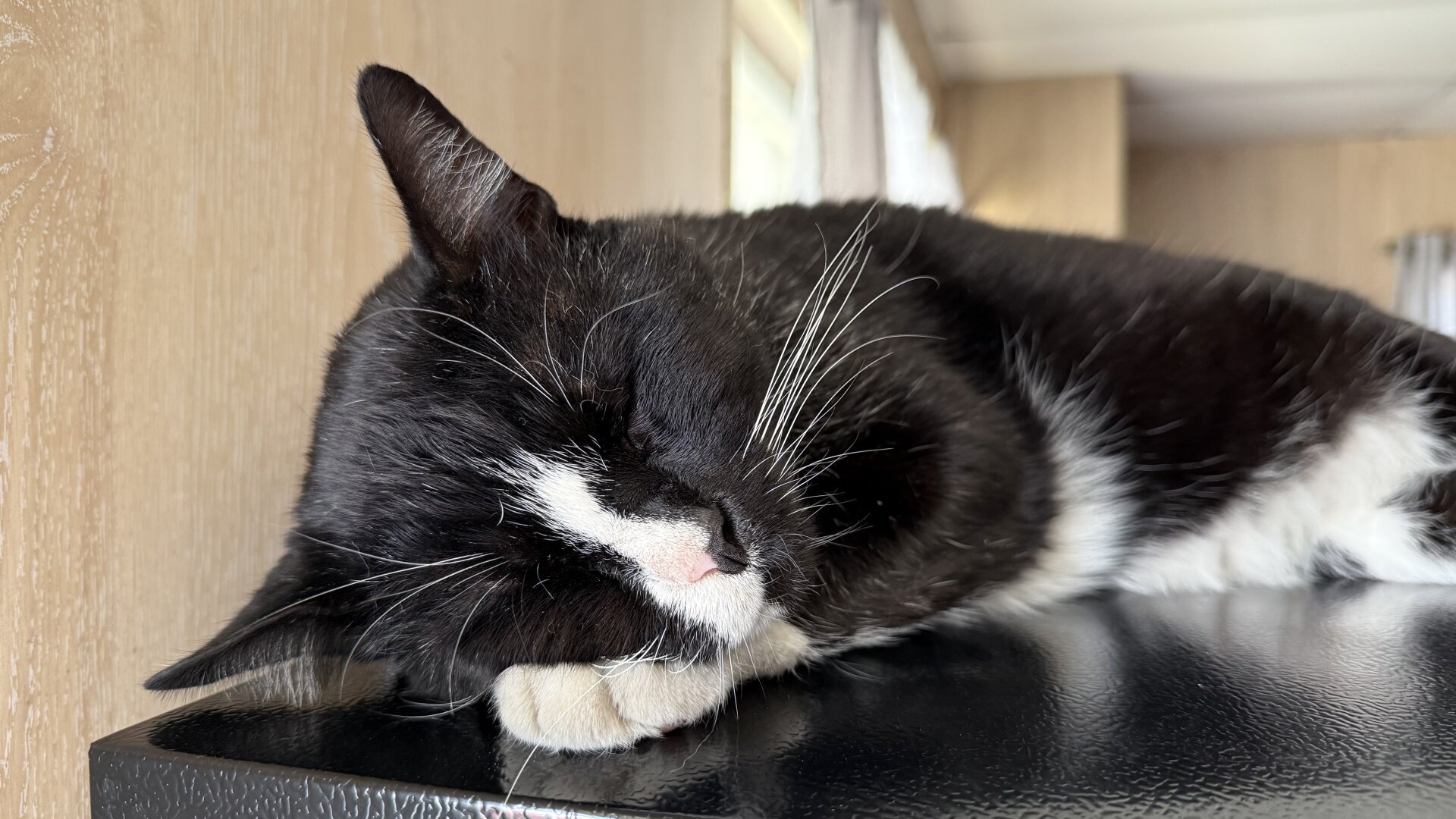 A Black and White Tuxedo Cat sleeping on top of black textured surface with his head resting on his left paw. In the background there’s a window with sunlights. There’s also a glimpse of window curtains.