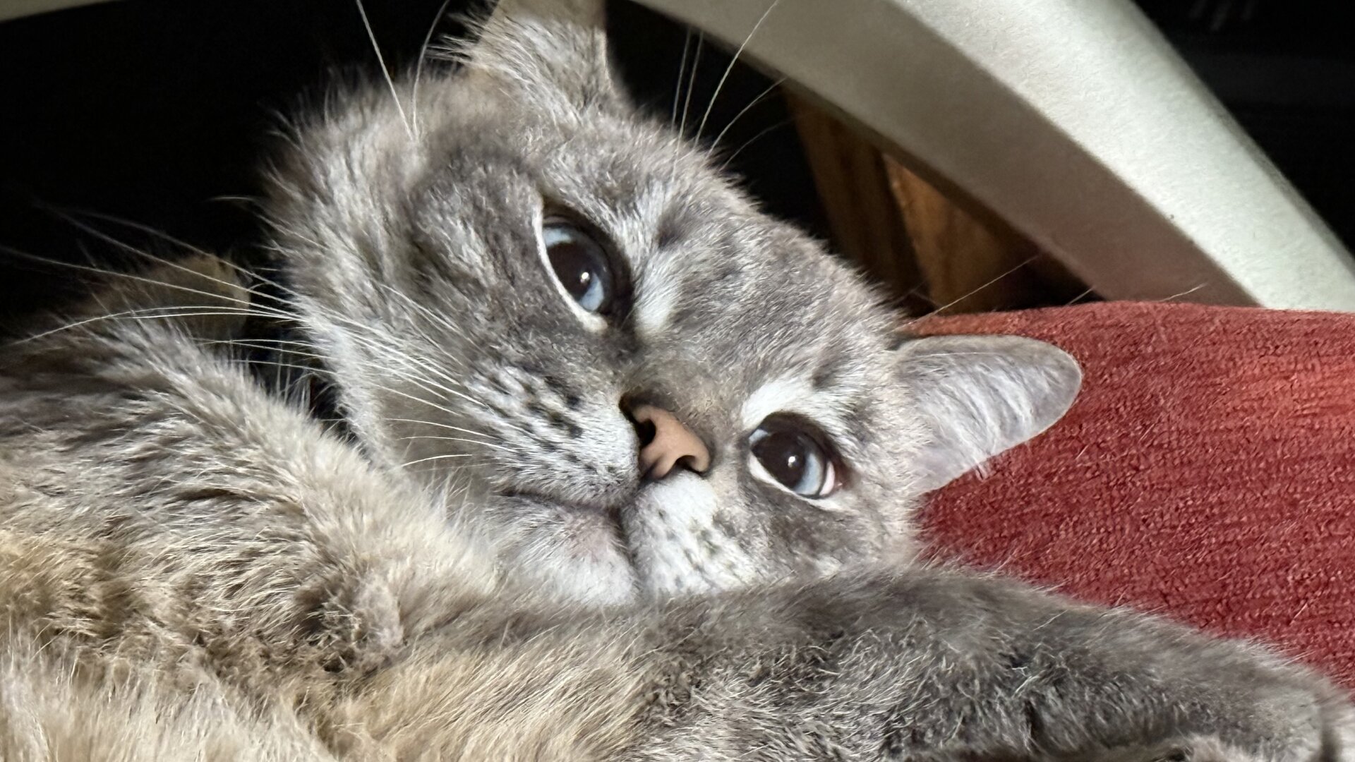 Close up of a Bluepoint Tabby Cat, seemingly disturbed from its slumber in a red cushioned chair, looking at the camera.