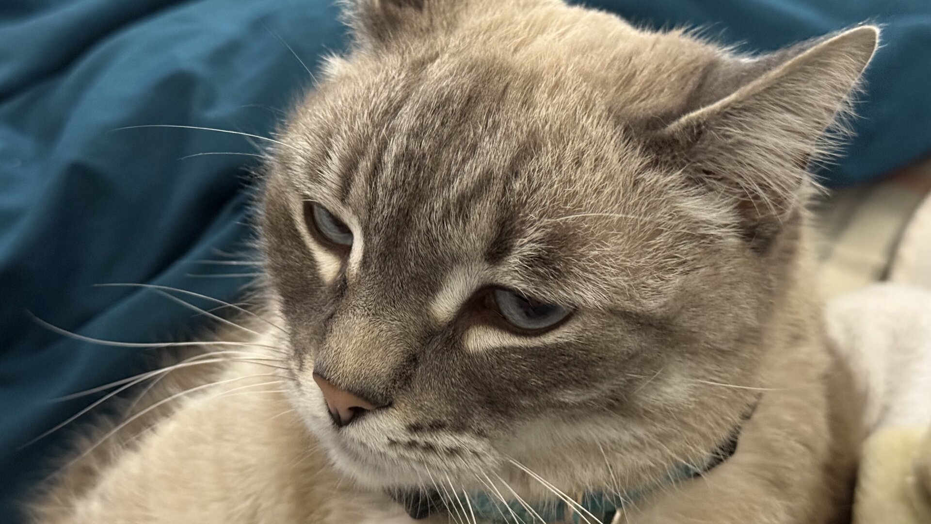 A BluePoint Tabby Cat wearing blue collar, looking “annoyed” just like the 😒 emoji.
It is lying on possibly a light colored bed sheet with rectangular pattern.in the background there’s a teal fabric that might be part of a blanket or pillow casing.