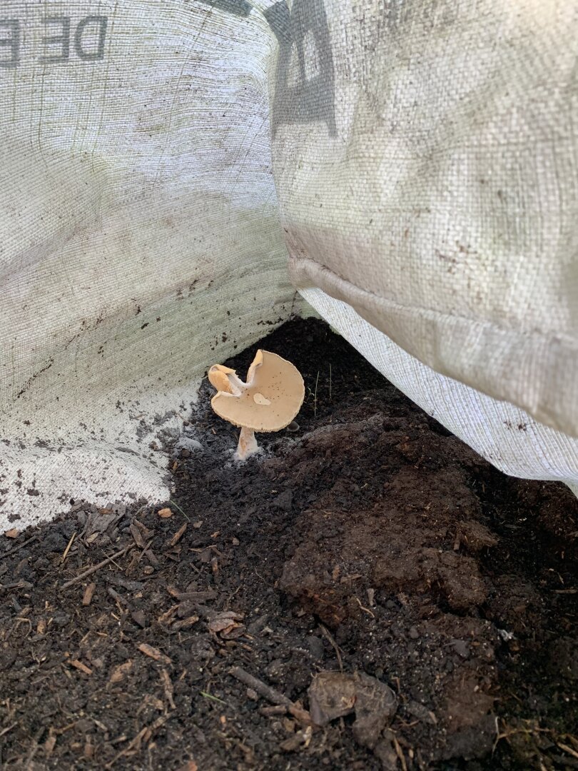 Mushroom in our compost means active mycelium.