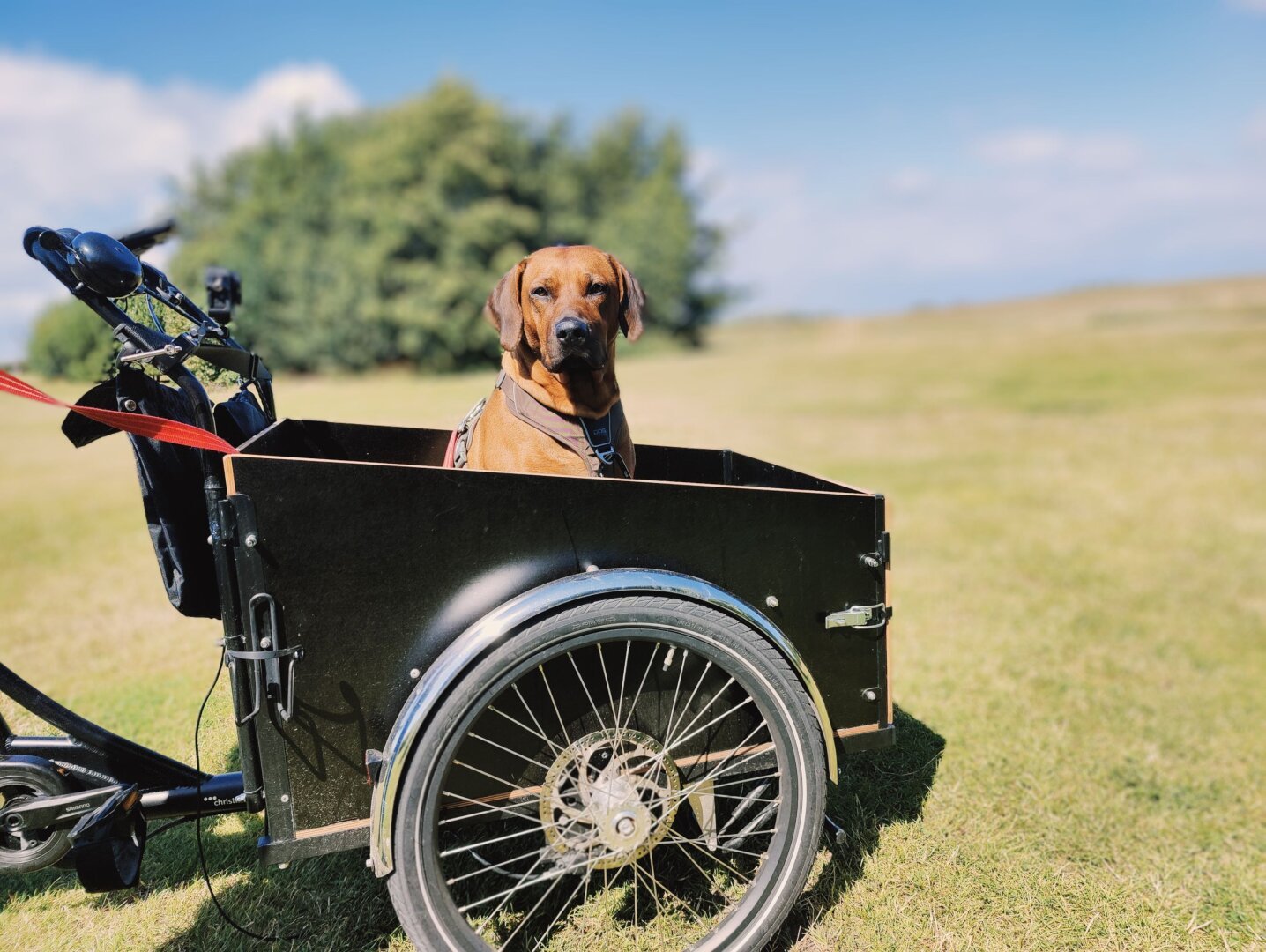Me and our cargo bike are Dad's favorites, that's for sure.