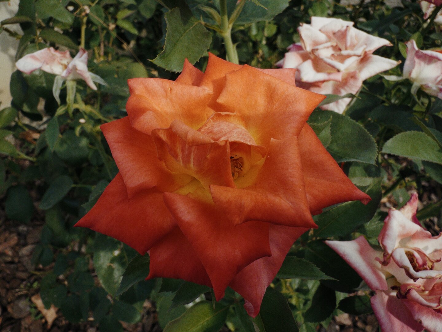 A vibrant orange rose in full bloom, surrounded by green leaves and a few pale pink roses in the background, captured in natural daylight.