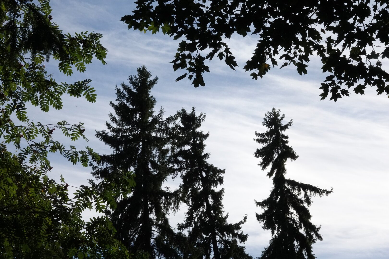 A picture of three spruces against a bright sky, framed nicely by the branches of other trees.