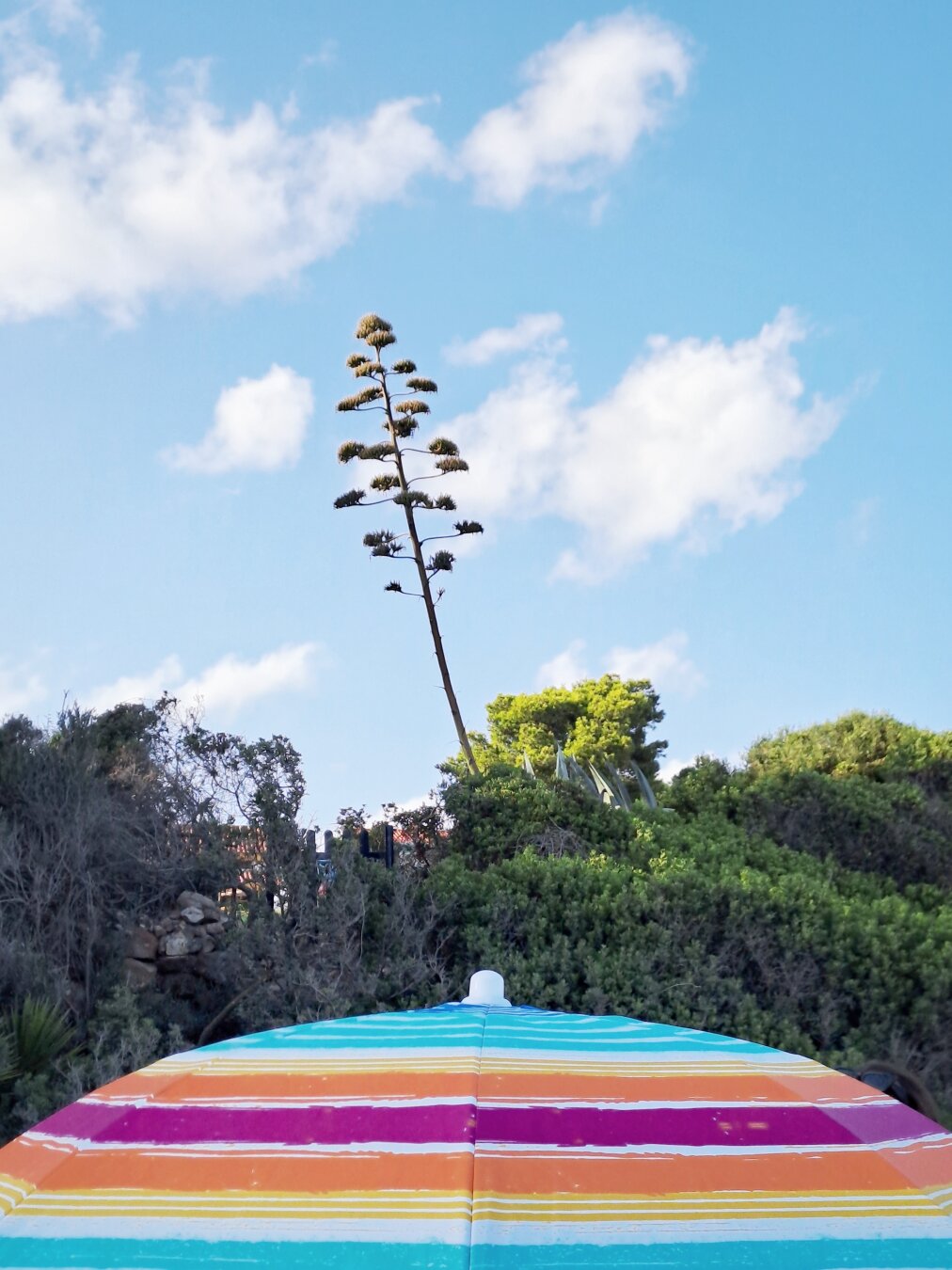 La foto mostra un ombrellone da spiaggia con delle righe colorate in primo piano, mentre sullo sfondo un fiore di agave svetta su un cielo pomeridiano leggermente nuvoloso.