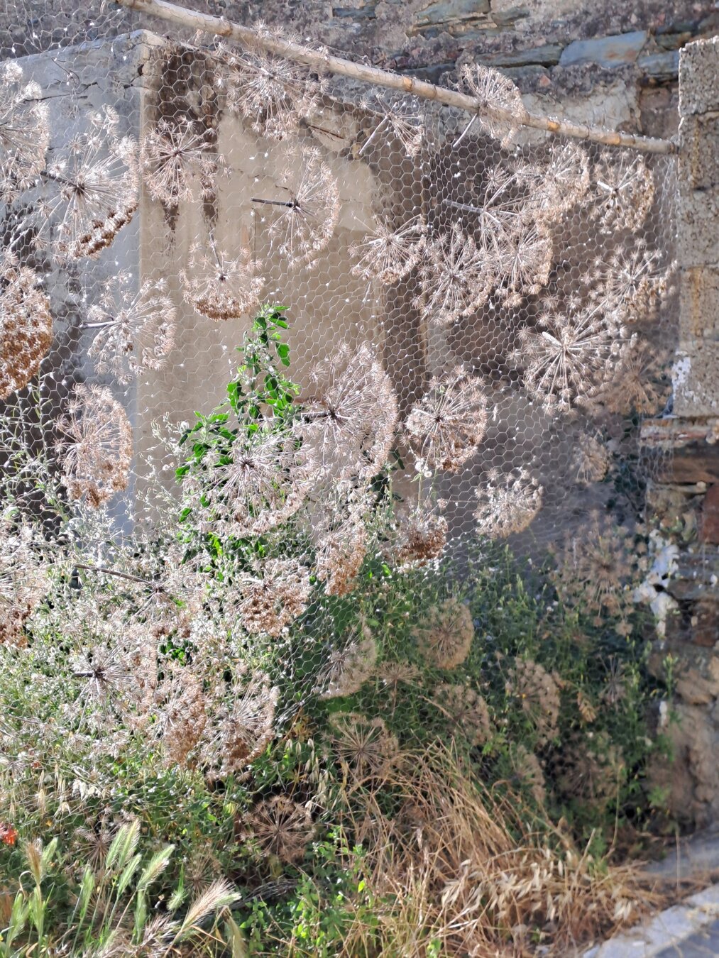 This photo depicts a rustic and slightly overgrown outdoor scene. In the foreground, there is a chicken wire mesh fence adorned with dried allium flower heads (or similar umbrella-shaped seed heads), which give the appearance of natural, delicate decorations. Behind the mesh, a mix of green plants and dry grasses grow freely, suggesting minimal human intervention. The background reveals the corner of an old stone or concrete building, weathered and partially in shadow, adding to the feeling of abandonment or decay. The overall atmosphere is one of quiet natural beauty, blending man-made elements with the resilience of nature.