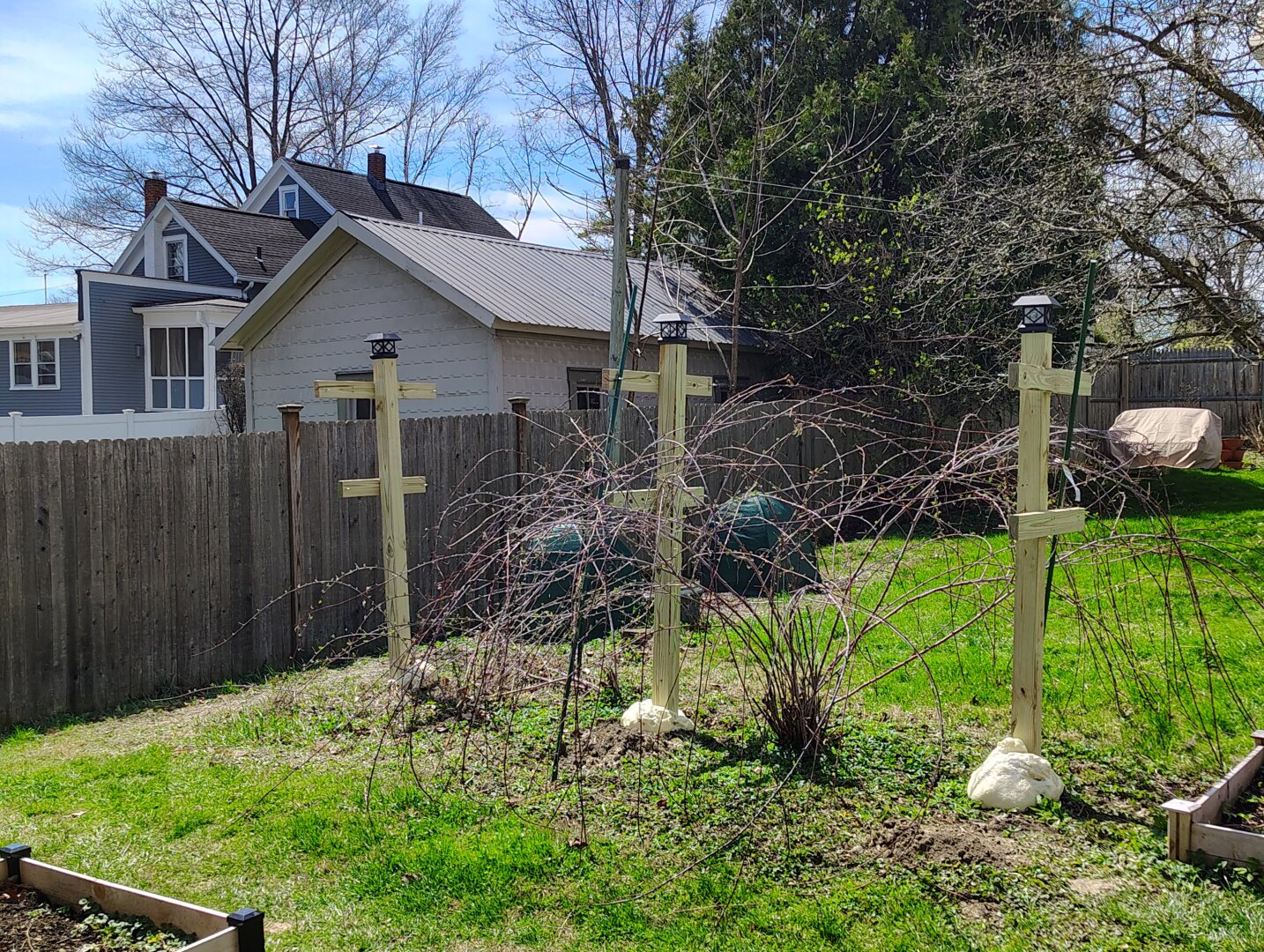 Raspberry trellis posts