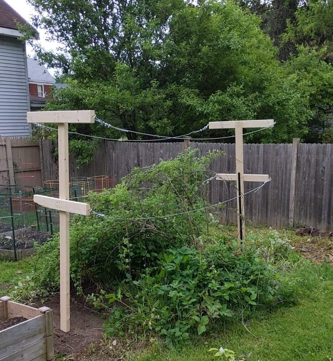 Homemade raspberry trellis