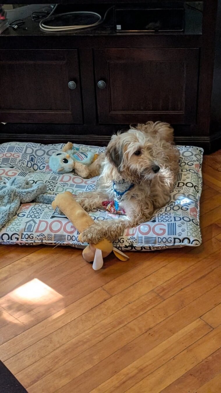 Alert doodle mix on a dog bed