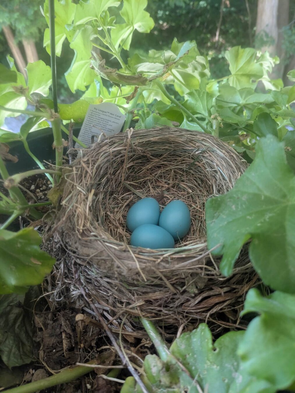 Robin's nest with eggs