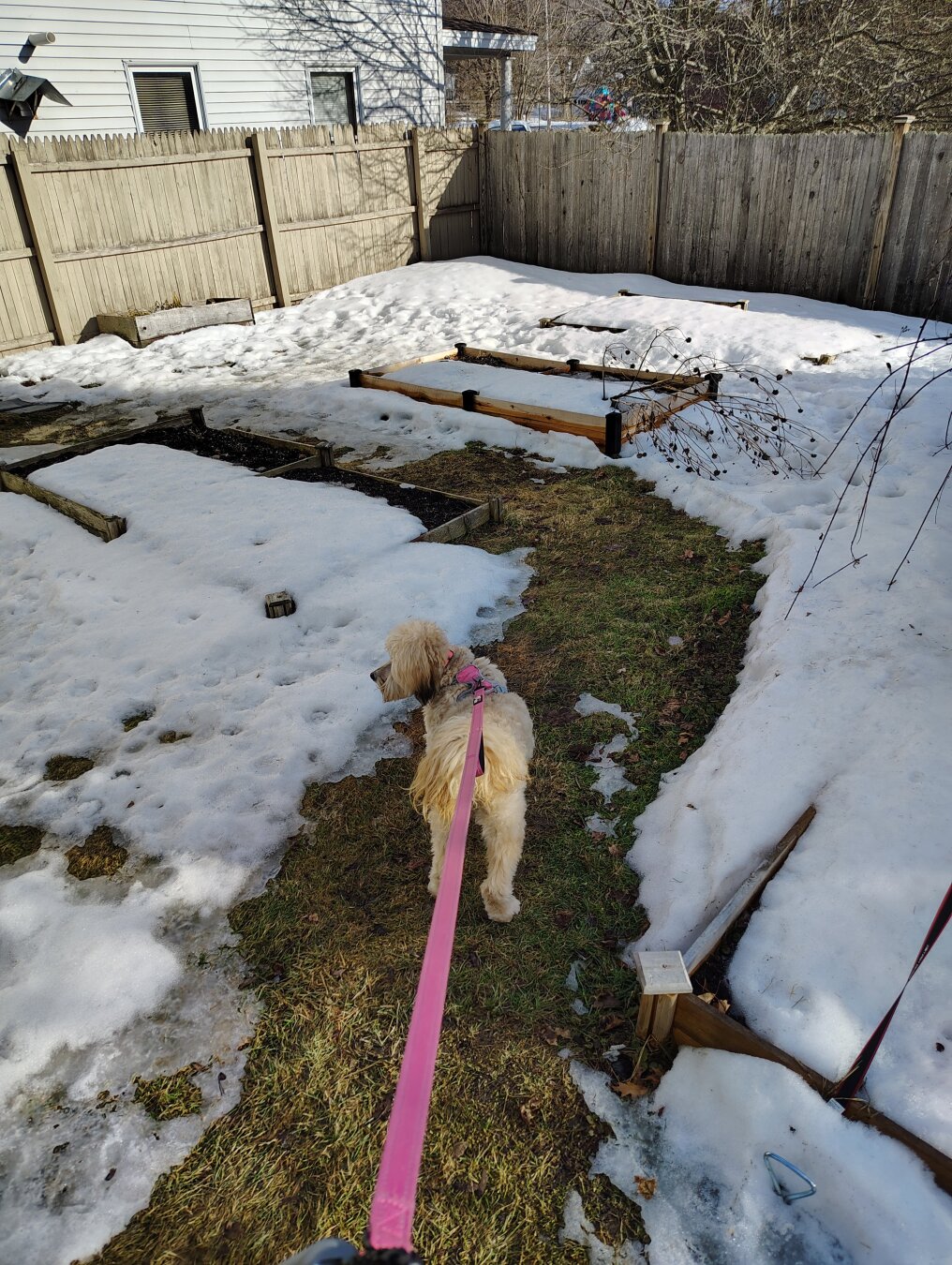 Blonde doodle in a muddy yard