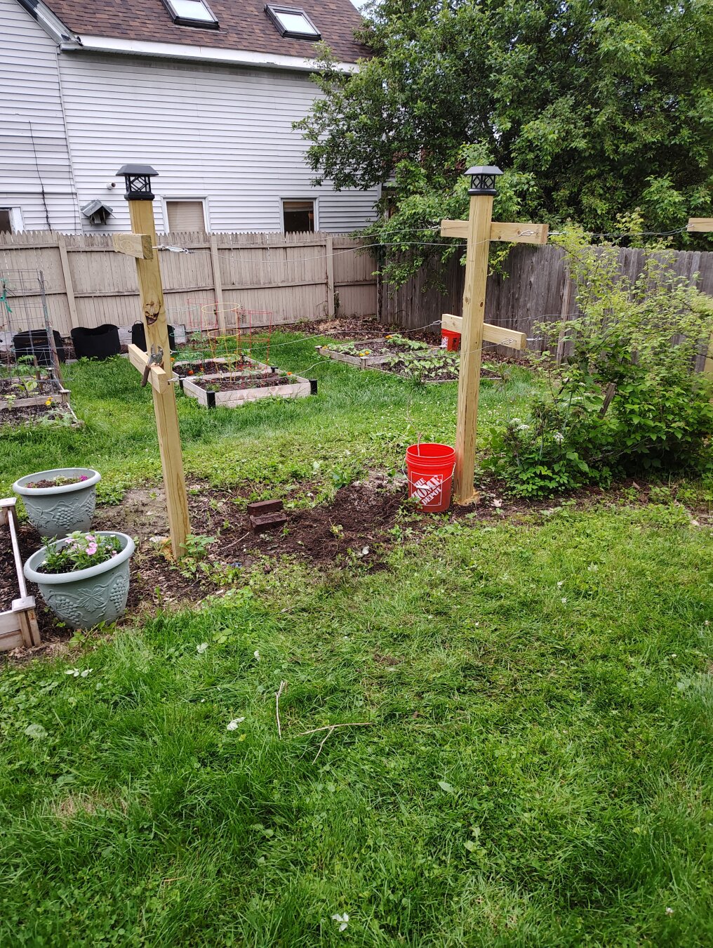 empty space in a raspberry trellis