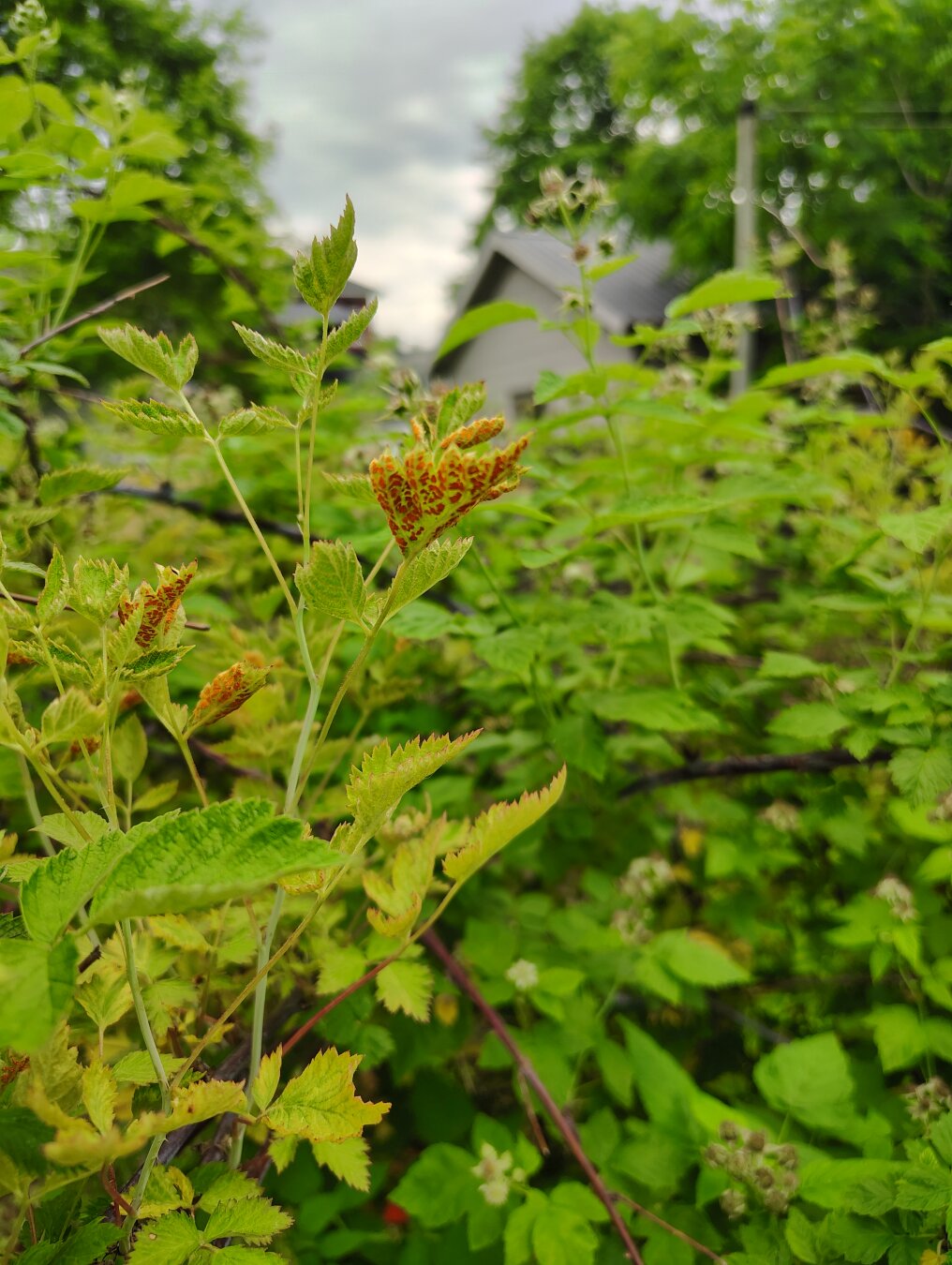 Black raspberry infected with orange rust