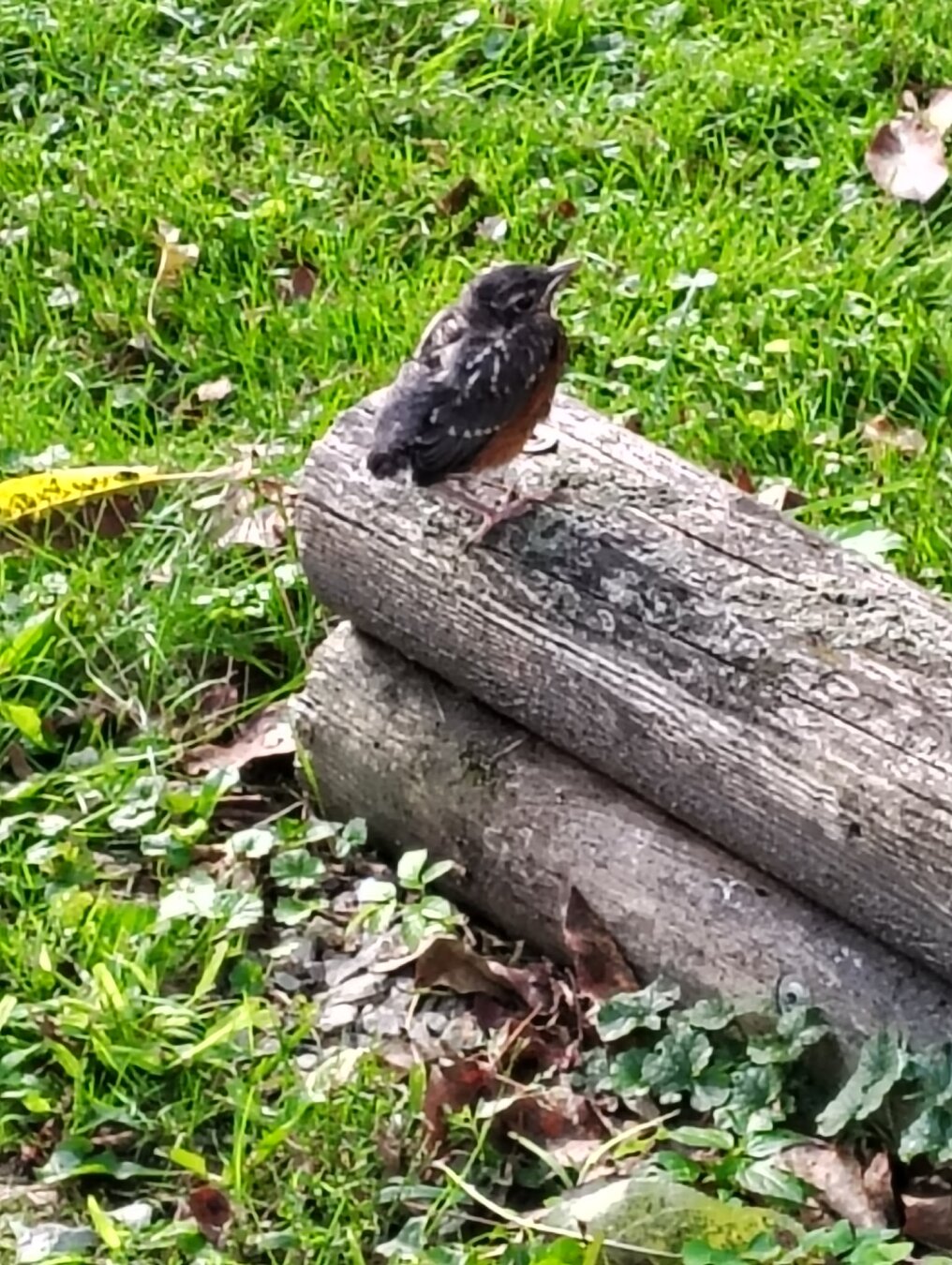 Robin chick