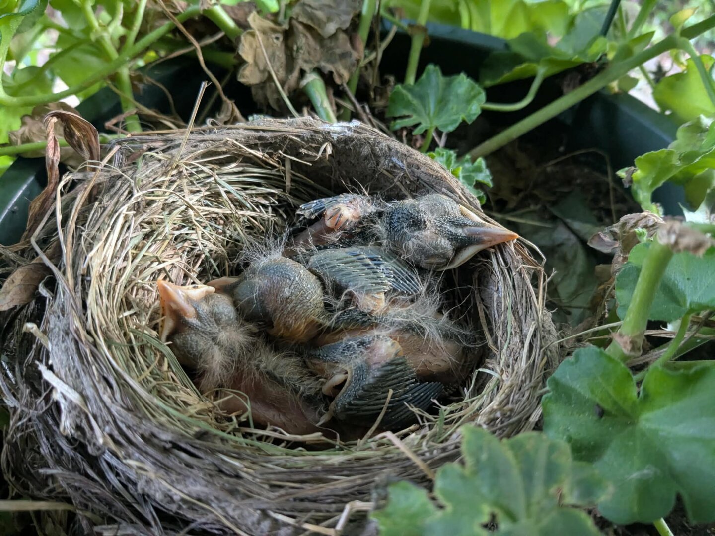 Robin chick siblings in a nest