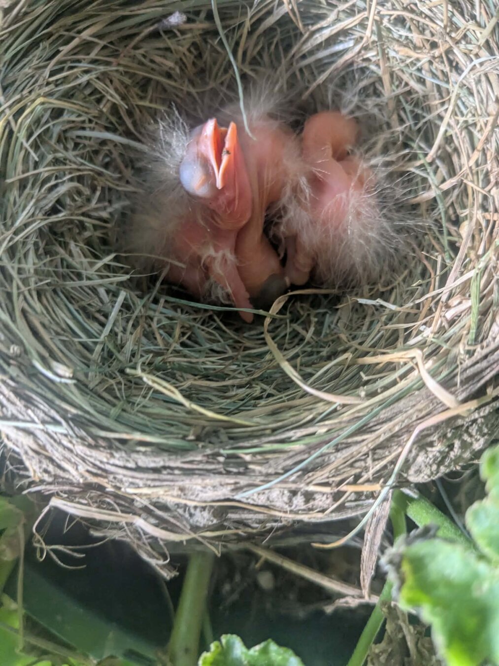 Robin hatchlings