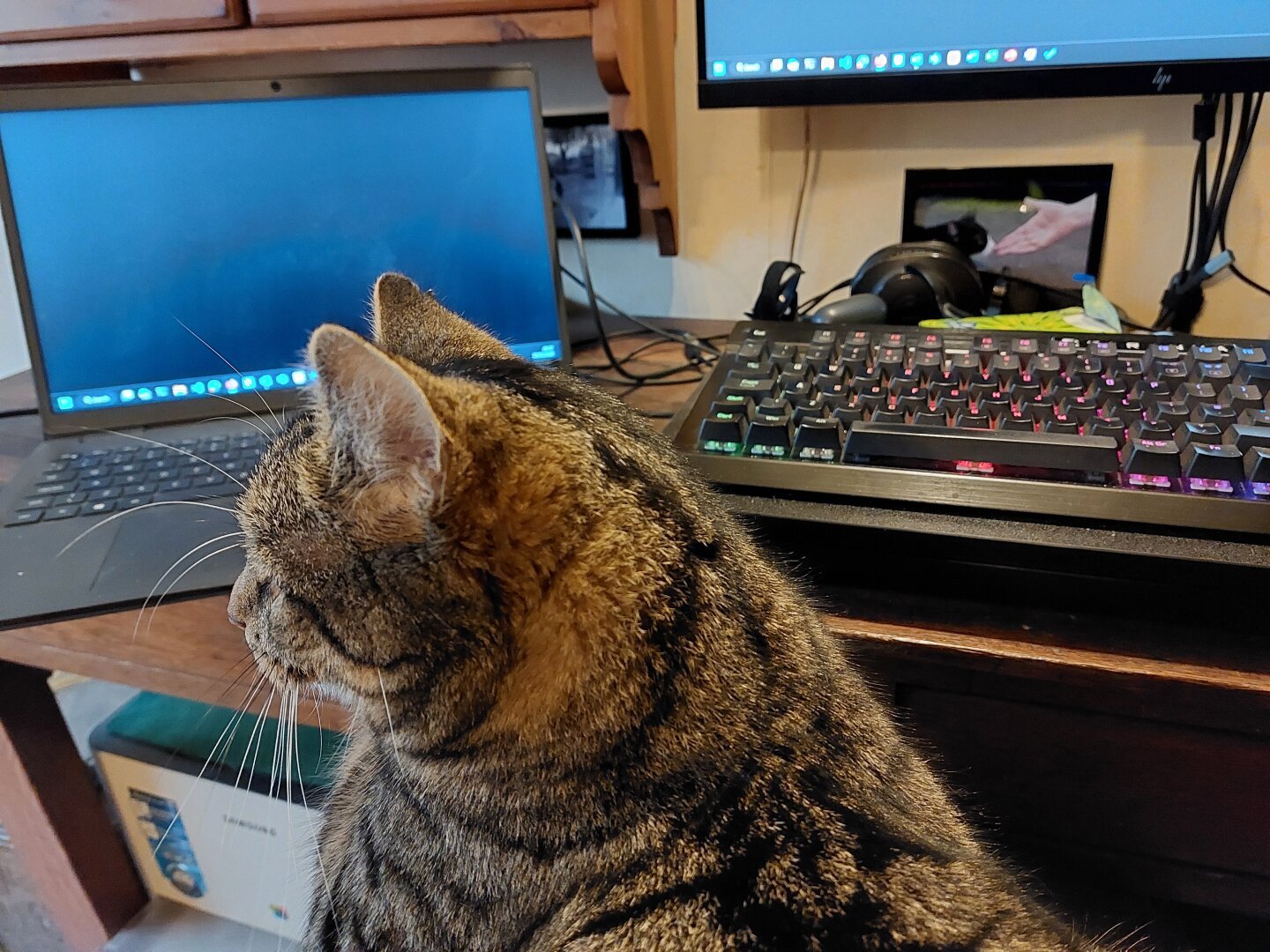 Photo of a tabby cat relaxing on the photographer's lap. Computer monitors and a keyboard are visible in the background.