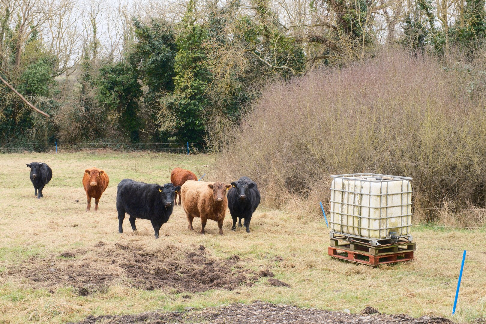 A small group of cows in a field, all intently staring directly at the photographer.