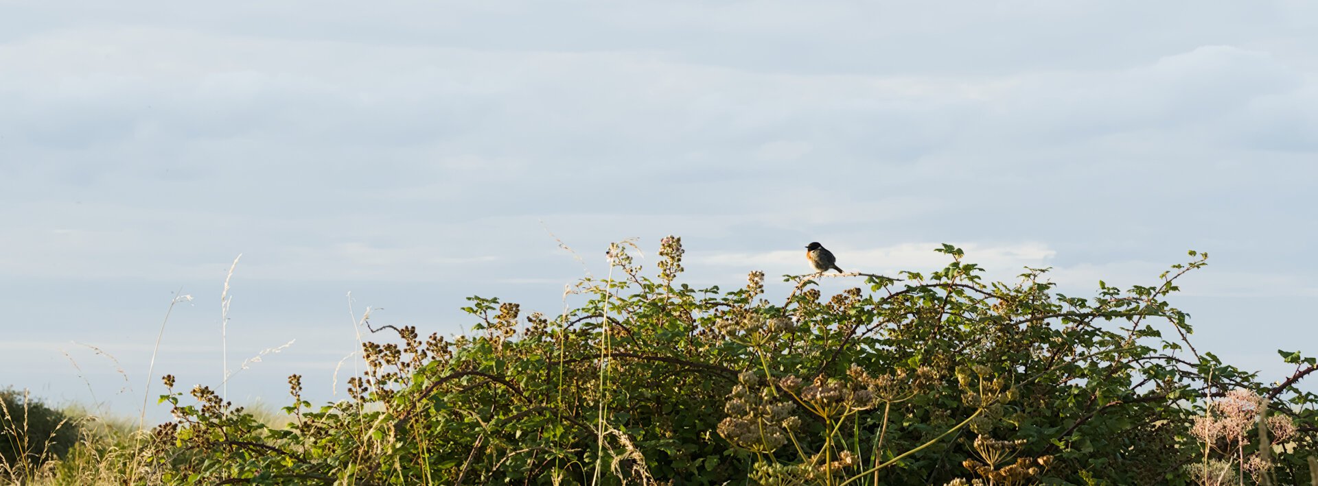 A small bird with brown plumage perched on a leafy branch against a bright sky