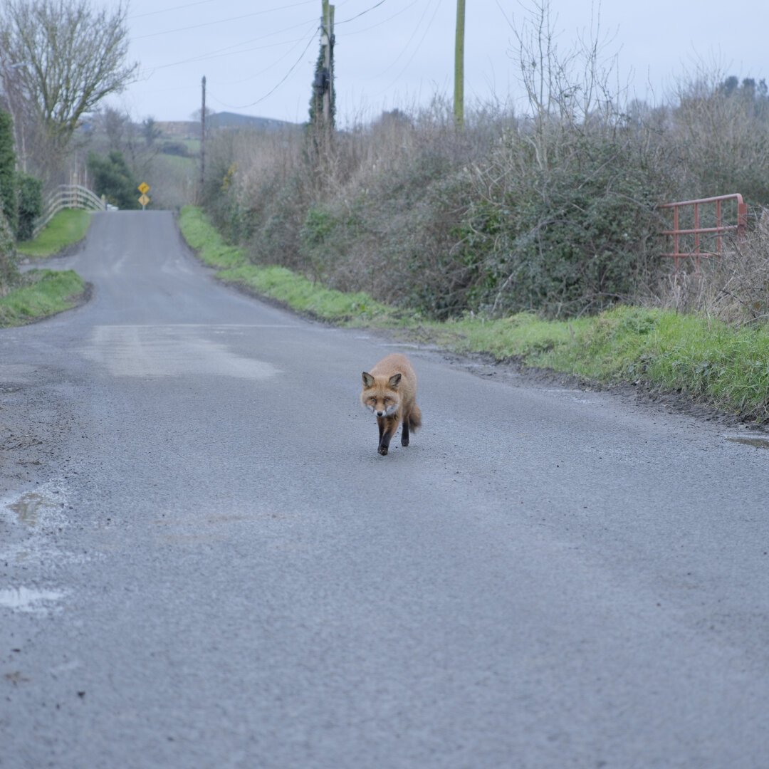 A red fox walks towards the camera on an empty asphalt road in a rural landscape.