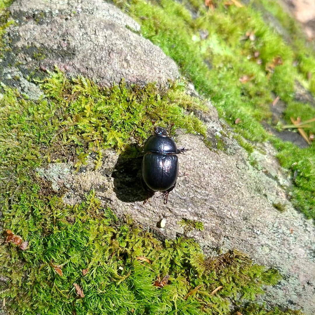 A dor beetle (Anoplotrupes stercorosus) sunbathing on a mossy rock.