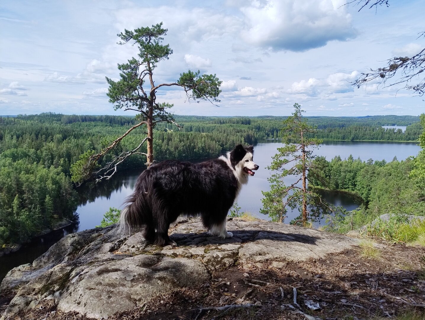 Our black-and-white Lapponian herder Manta, 7, standing on a cliff 79 meters above the surface of the Sarajärvi lake in the background.