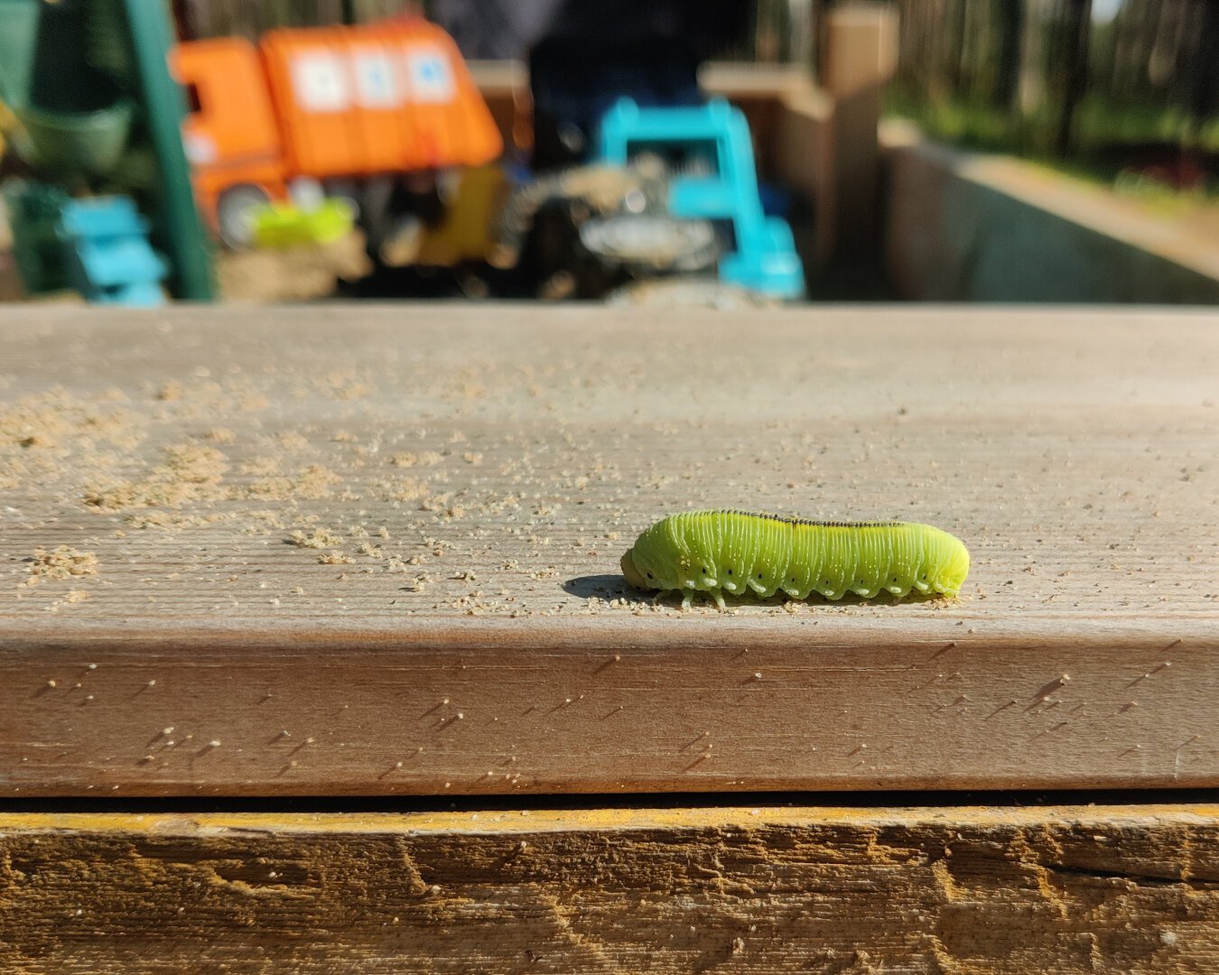 The caterpillar-like larva of a birch sawfly (Cimbex femoratus) crawling on the seat plank of our sandbox.