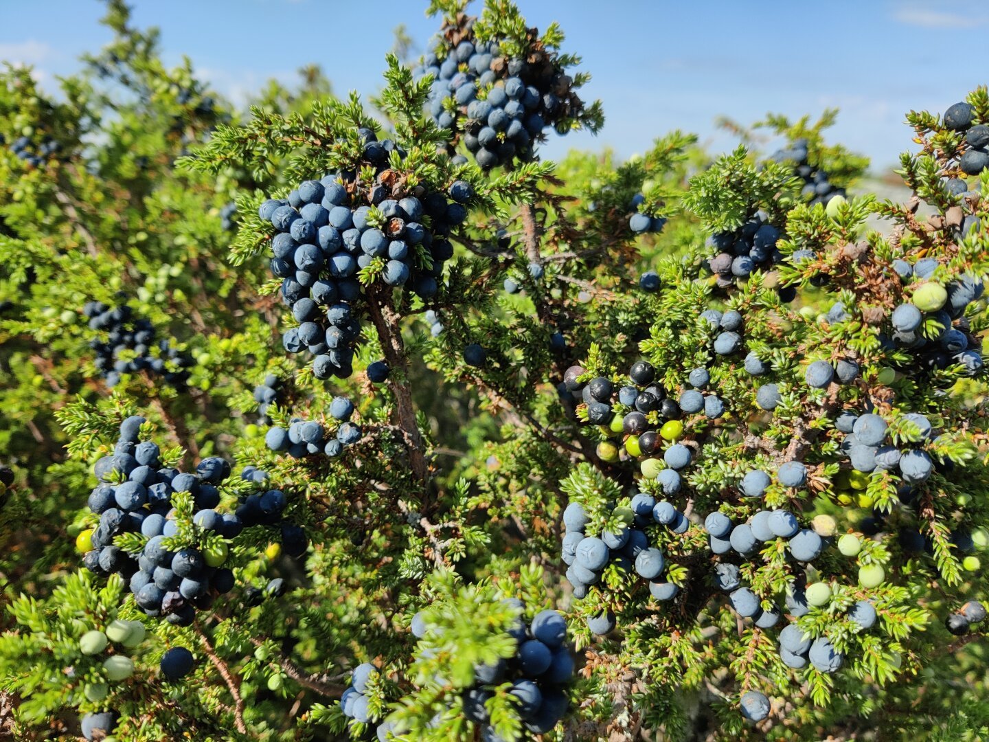 Juniper branches full of mostly ripe blue berries, or cones, to be precise. Last summer was the first time I ever saw this many of them at once.