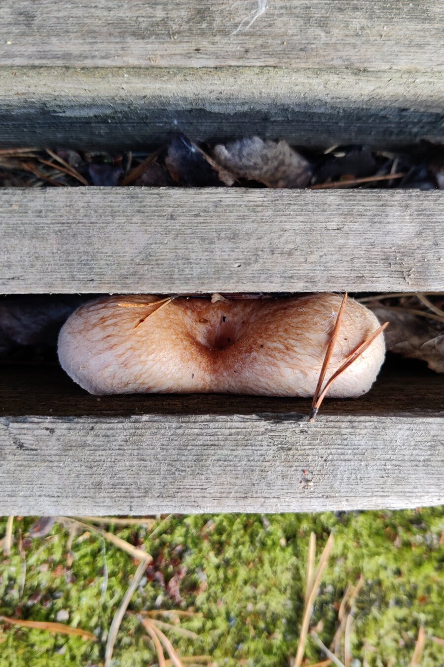 A woolly milkcap trying to squeeze its way up from between two wooden planks.