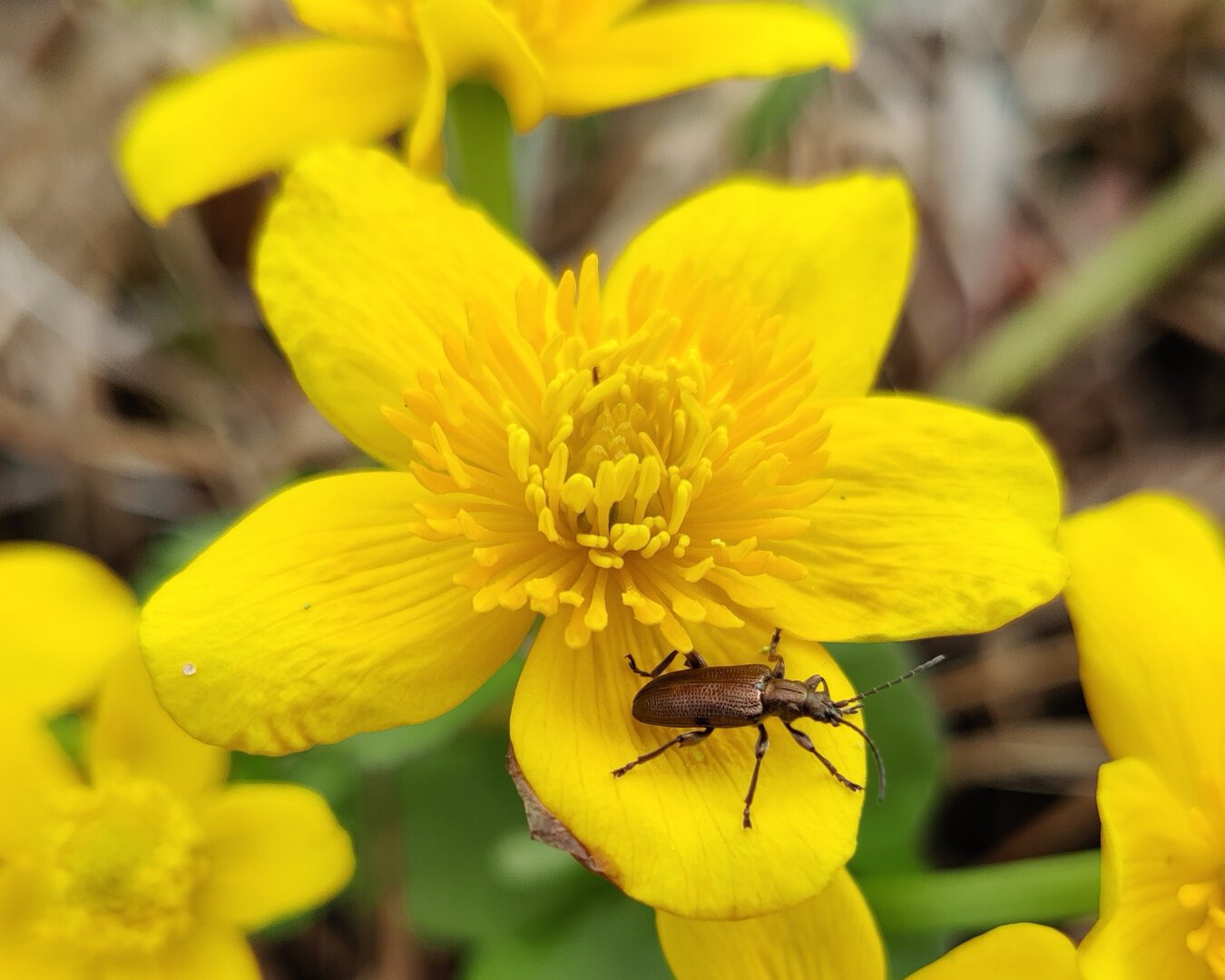 A copper-colored beetle of an as-of-yet unidentified species on the bright yellow flower of marsh-marigold (Caltha palustris).