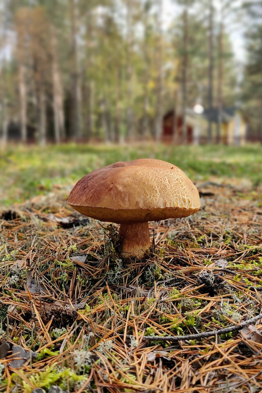 A pine bolete (Boletus pinophilus) growing on our yard, with pine needles on the ground around it and an old building in the background.