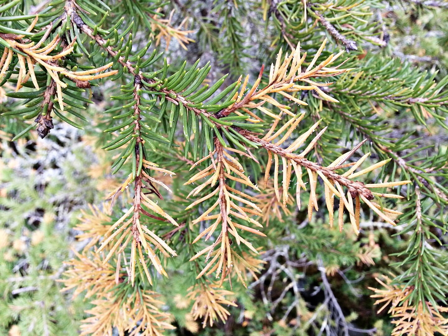 Spruce needles infected by Chrysomyxa ledi, “marsh rust” in Finnish, a fungus that colors the needles orange.