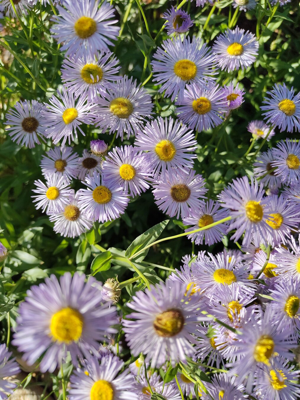 Red Butte Garden, Salt Lake City, Utah