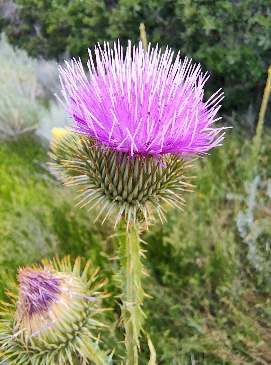 Bull Thistle, Salt Lake City, Utah