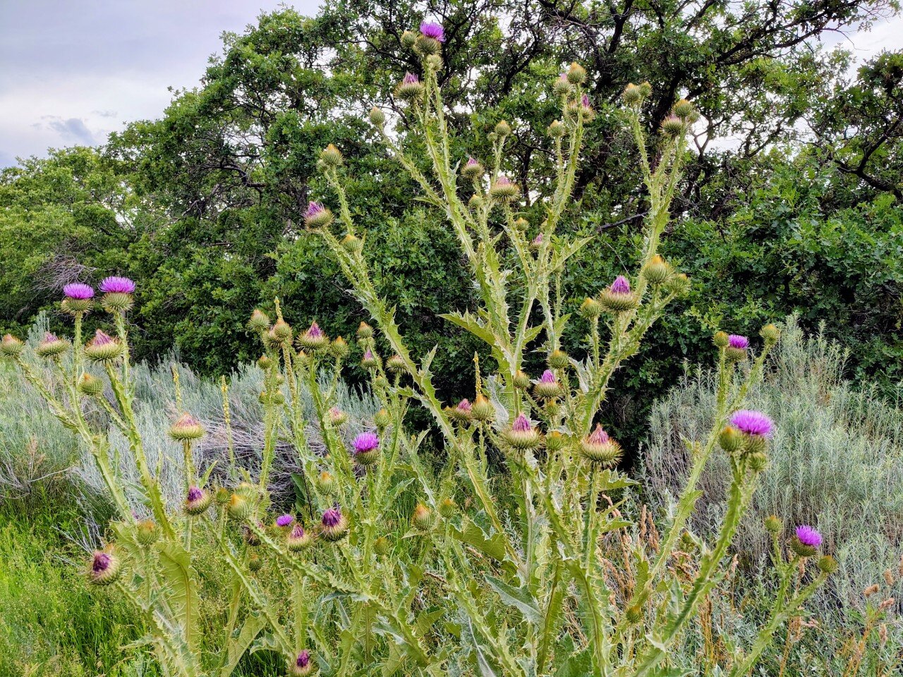 Bull Thistle, Salt Lake City, Utah