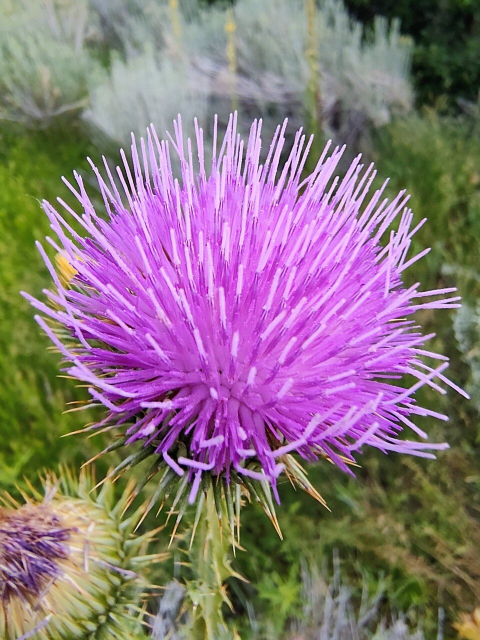Bull Thistle, Salt Lake City, Utah