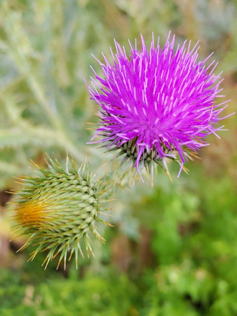 Bull Thistle, Salt Lake City, Utah