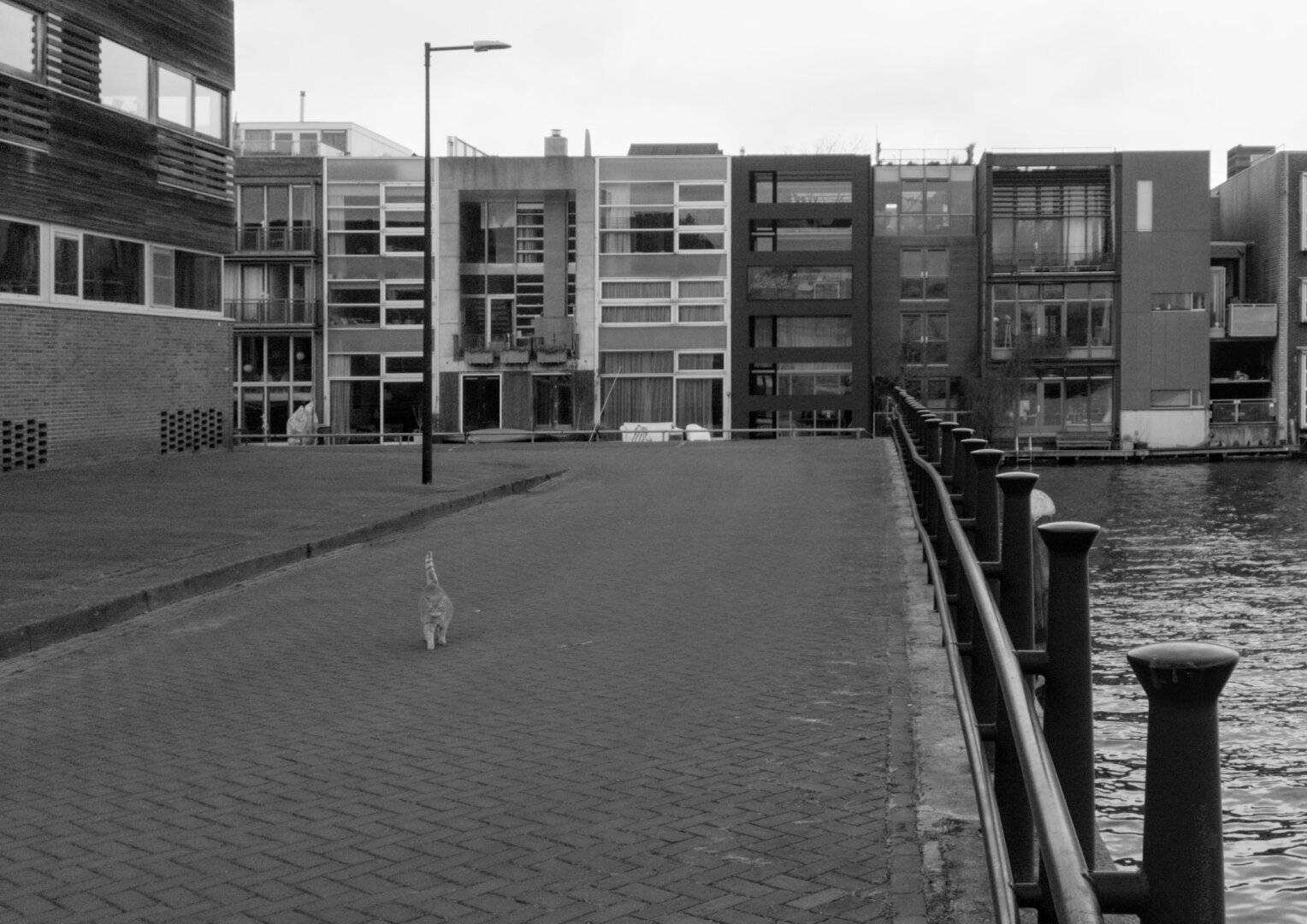 Residential blocks at the Eastern Docklands in Amsterdam with a cat