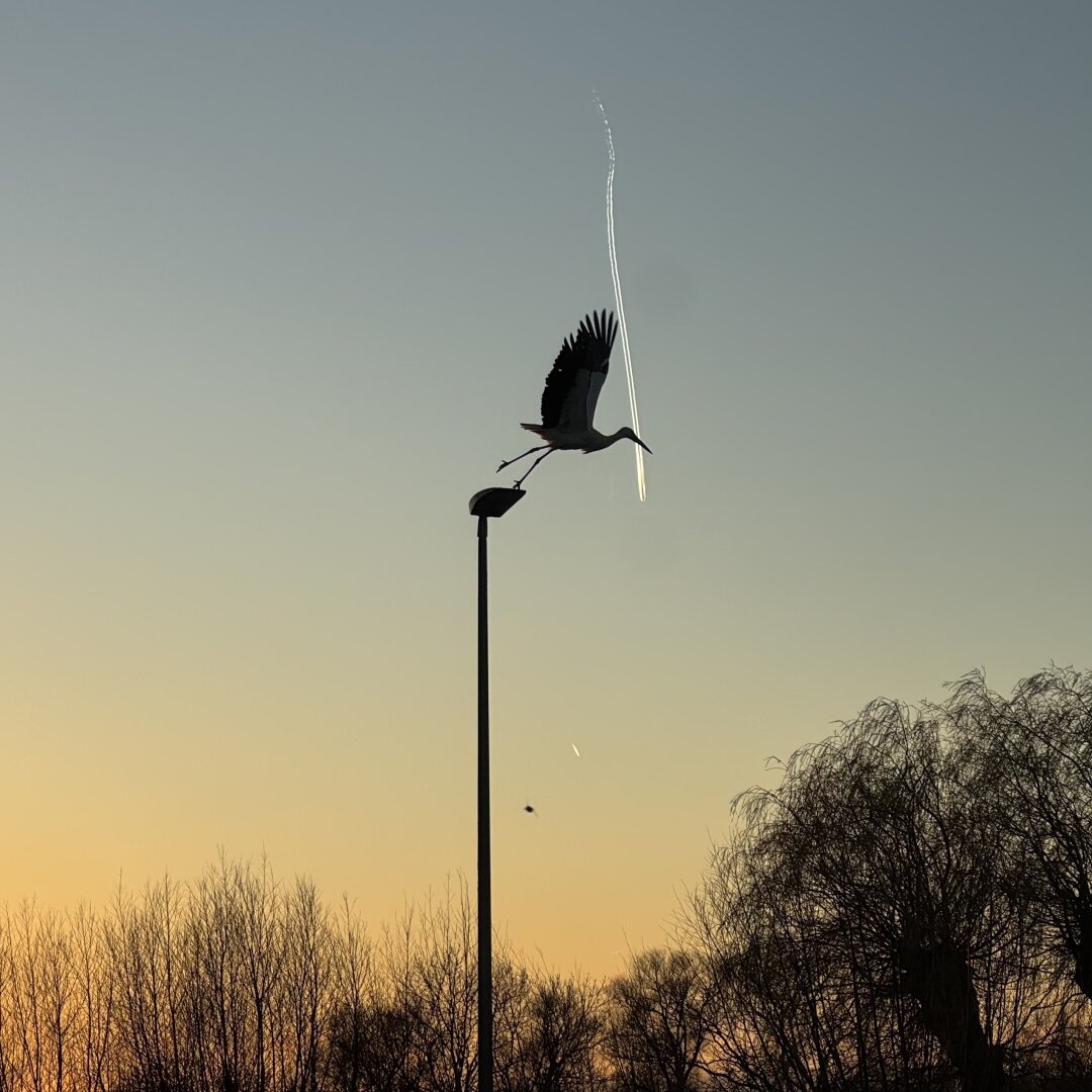 A stork taking off from a lamppost with a grey-blue to ochre evening sky behind.