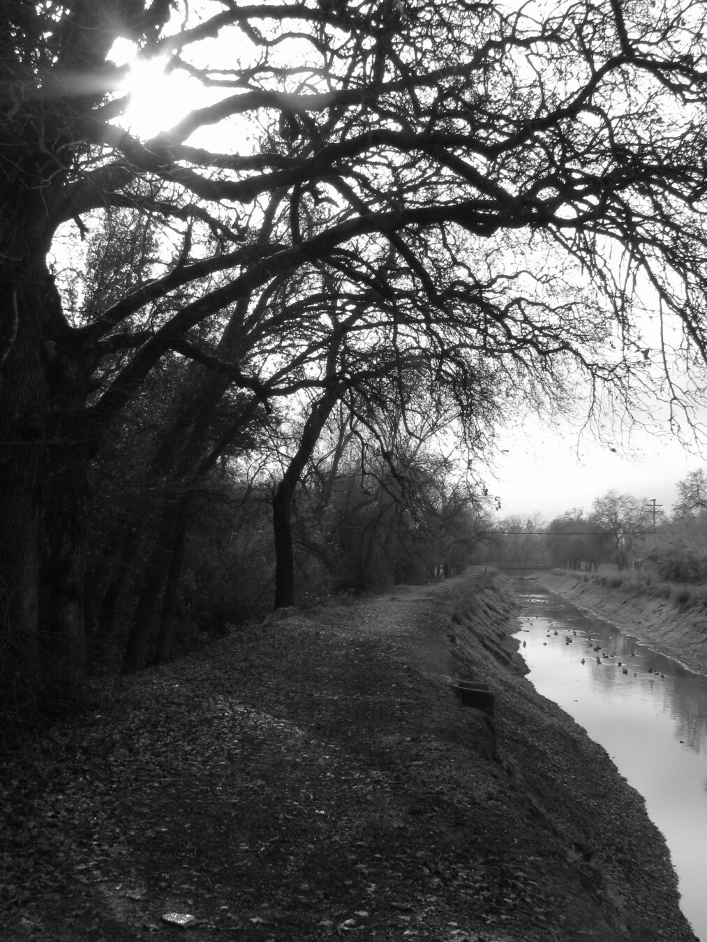 Water Canal drifts peacefully while being protected by a lineup of Oak trees, sunlight beams through one of the branches that cradle the water below.