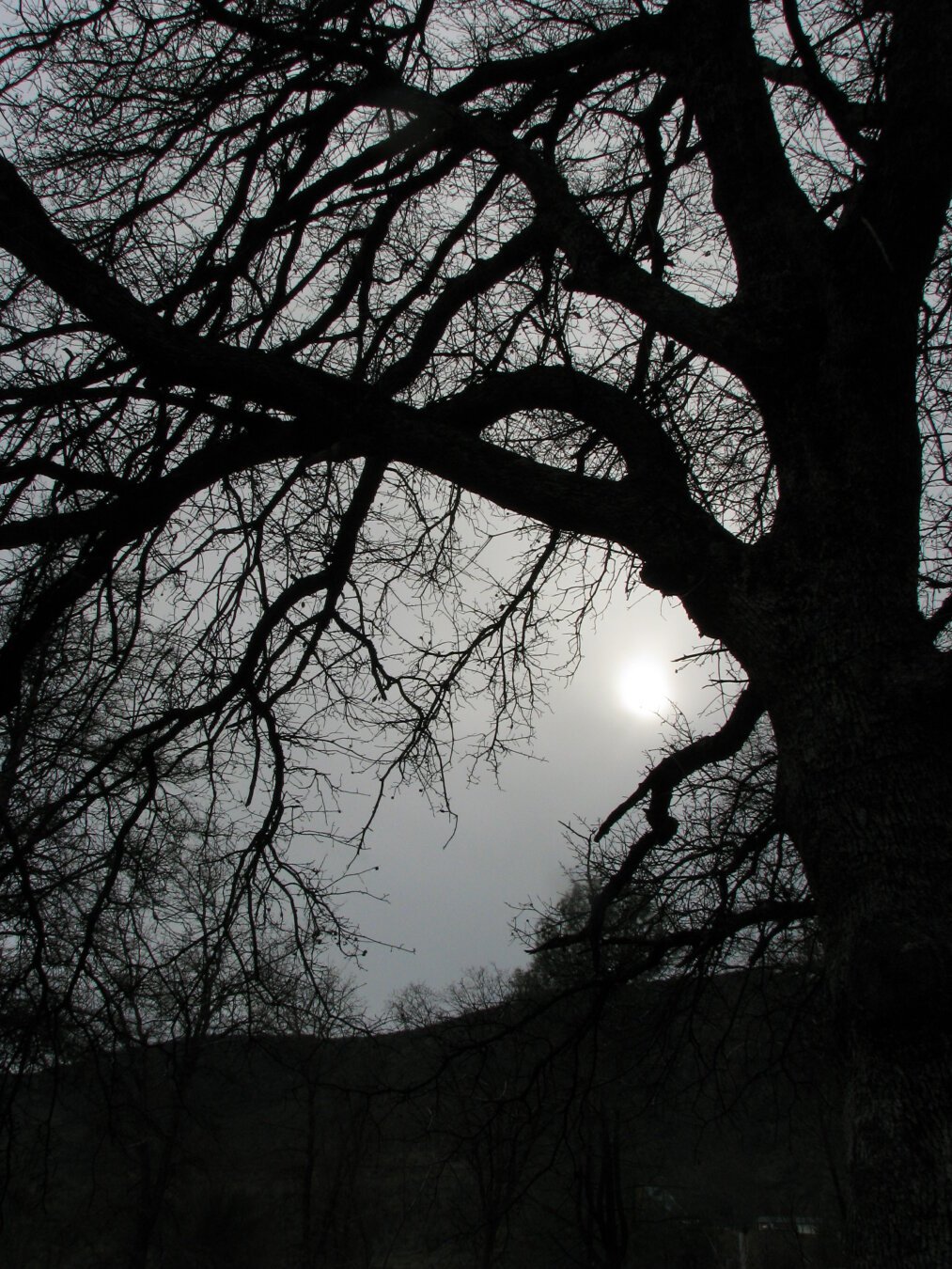 Winter Oak silhouetted by the fading sun.