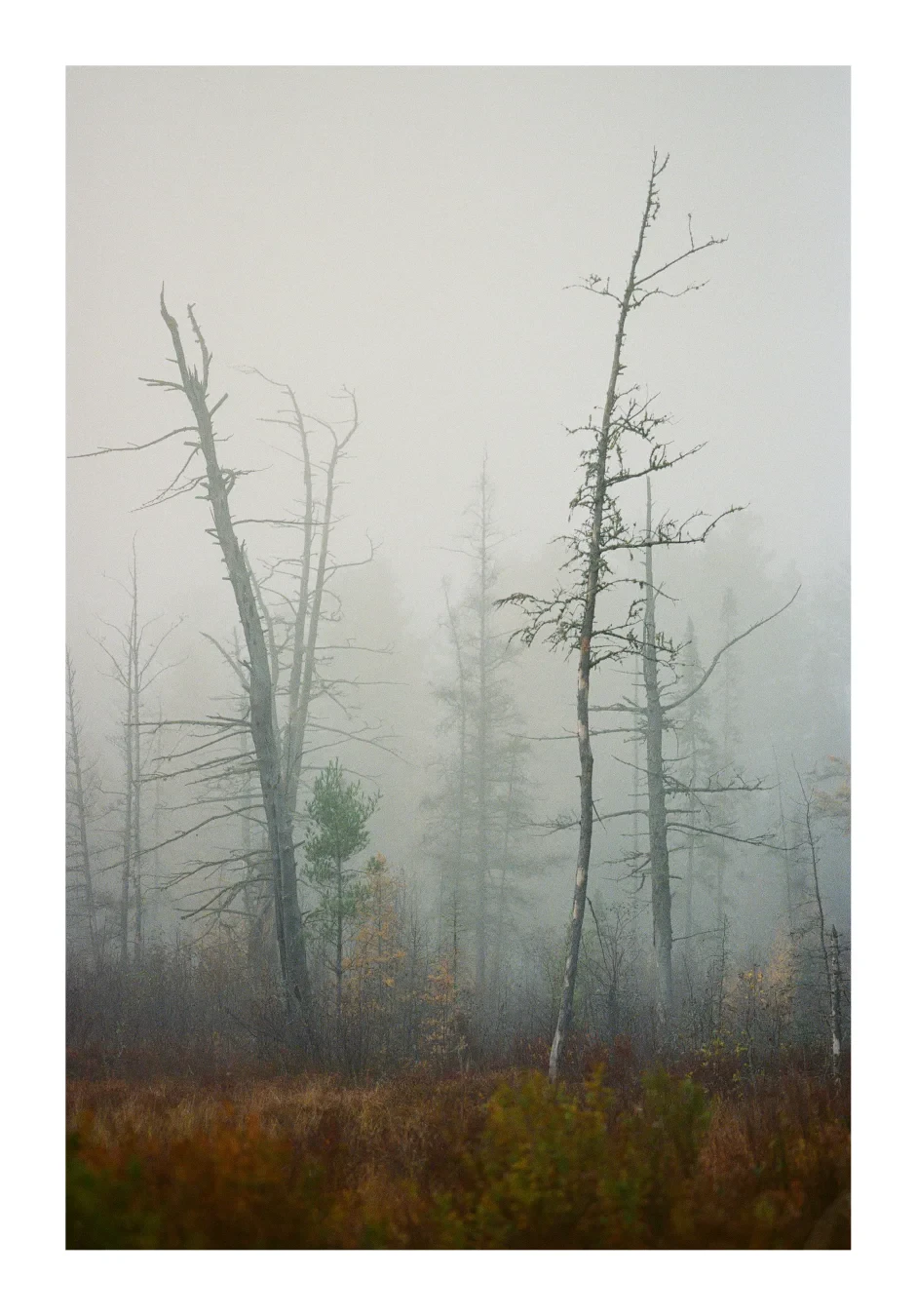 A colour photograph of a foggy morning treescape at Mew Lake in Algonquin Park. The tamaracks have lost their needles and contrast bare branches against the fog over the lake.