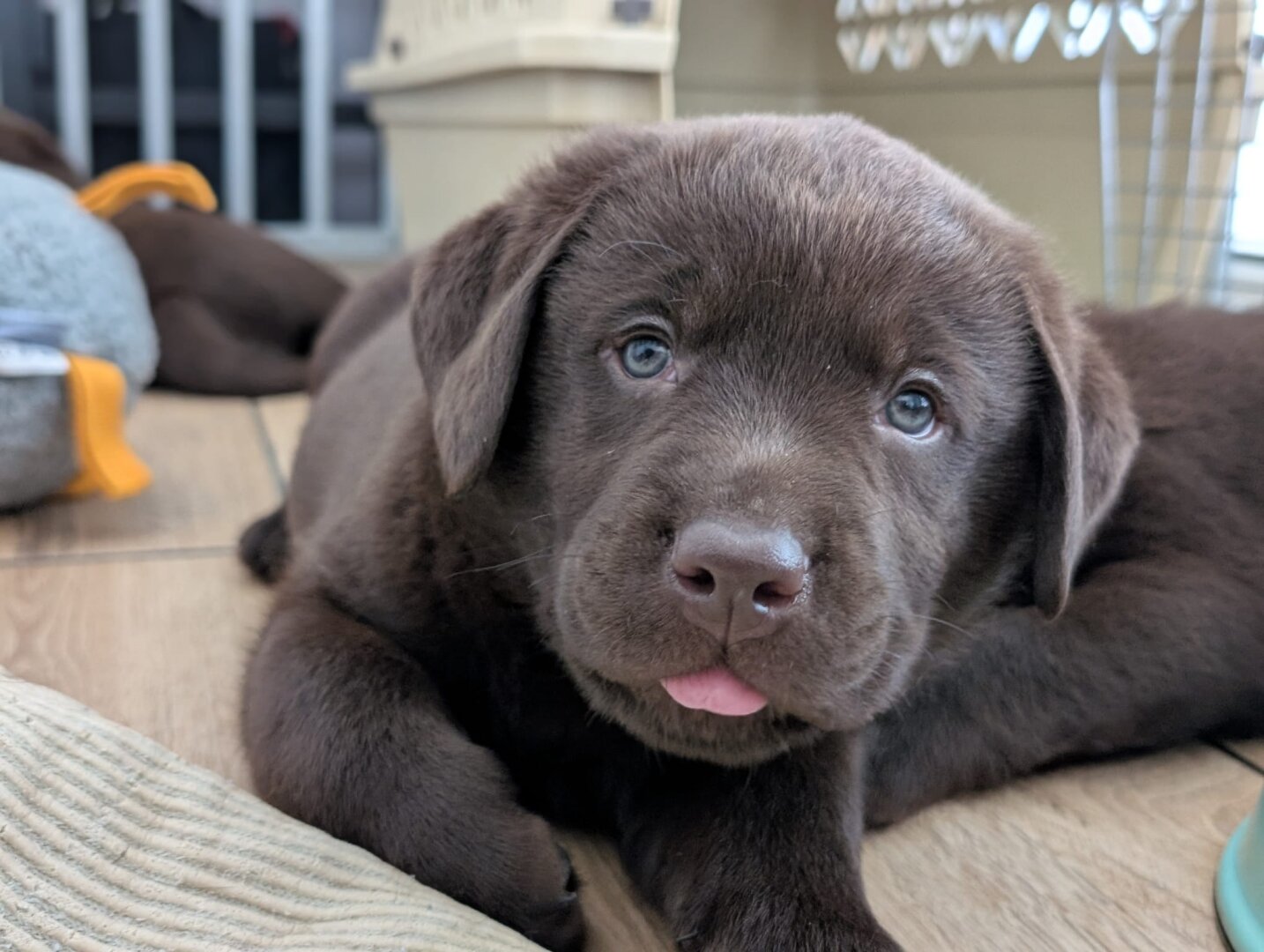 Captured lovingly by Stefan on April 11th, 2026, this heart-melting close-up features Koa, the red-collar boy from Gentle’s K-litter! At exactly 6 weeks and 3 days old (45 days), Koa is a vision of puppy perfection. He is resting his velvety chocolate-brown body comfortably, with his chunky little paws stretched out on a smooth wooden floor. His soulful, pale puppy eyes are gazing directly into the camera with absolute innocence. The absolute highlight of this portrait is the tiny, adorable pink tongue peeking out from his snoot in a sweet little "blep." In the softly blurred background, hints of a puppy pen and toys can be seen, setting a safe and playful scene at Joke's "From the Purity of Lotus" home. Koa's exceptionally soft fur, floppy ears, and sweet expression perfectly showcase the beautiful, loving Labrador temperament he is inheriting from his mother.
