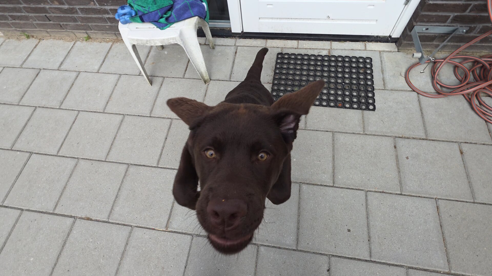 A close-up, high-angle photo captures Koa, a young chocolate brown Labrador Retriever pup, leaning right into the frame on a paved patio and looking directly up at Cynni with hilarious, intense focus. His ears are flying out wild and floppy on either side of his sweet, earnest face, perfectly mirroring his energetic, mid-play goofiness as he bounces toward the camera during water-hose fun.
His tail sticks up straight in the background, adding to his joyful posture. Behind him on the grey patio tiles sit a black rubber doormat in front of the white door frame, a small white plastic stool with a blue-and-green towel and toy, and a loosely coiled orange garden hose along the wall.