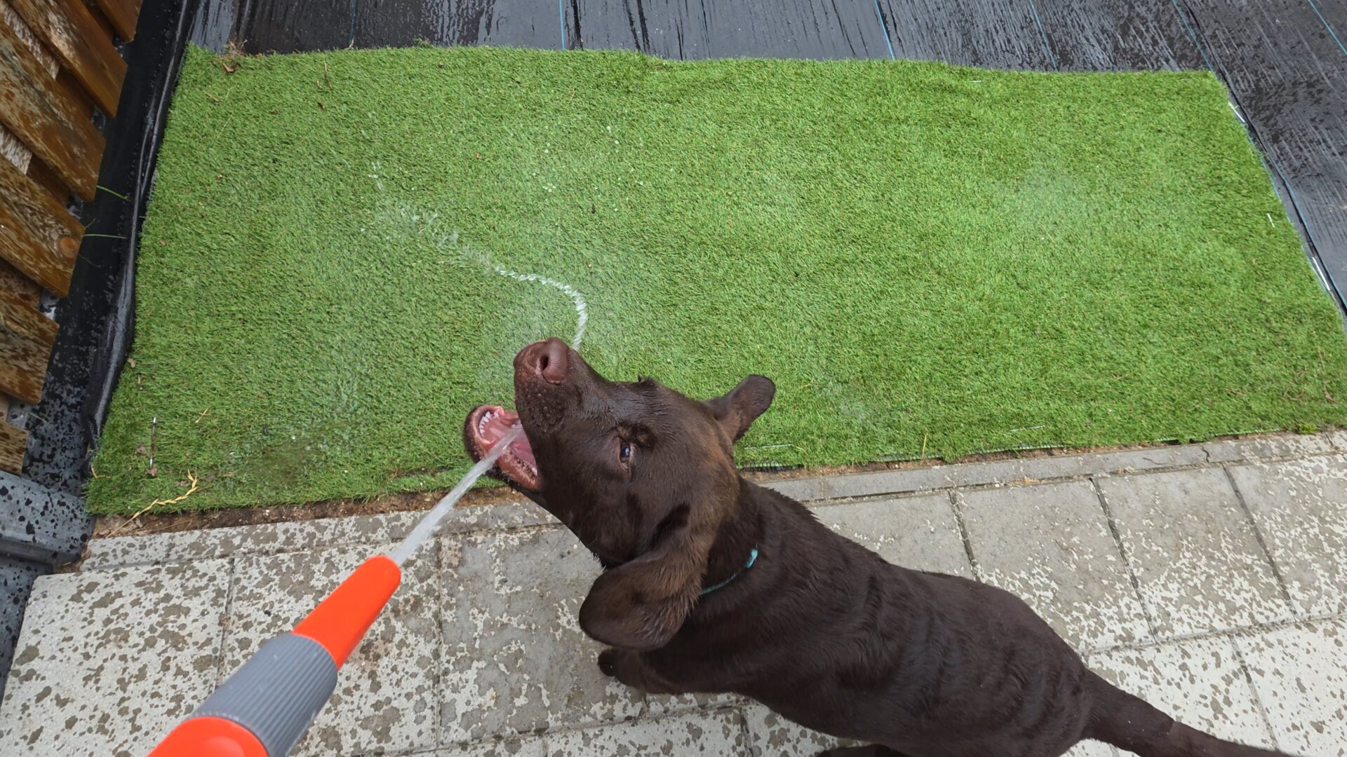An action-packed, high-angle shot from a first-person perspective captures the ultimate victory for Koa, a young chocolate brown Labrador Retriever puppy, as he successfully catches the water stream right at the source. In the lower left foreground, the orange and grey water hose nozzle is held pointing upward, spraying a crisp jet of water directly into Koa's wide-open mouth. Sitting happily on the wet, light grey patio tiles, Koa tilts his head back with complete focus, his rich chocolate coat glistening from the spray. His floppy puppy ears frame his eager face, and his teeth are visible as he joyfully drinks from the stream. Behind him lies a vibrant green rectangular patch of artificial turf, bordered by wet patio tiles heavily dotted with splatters and puppy footprints. It's a loving, witty, and perfectly accurate snapshot of pure backyard puppy bliss.