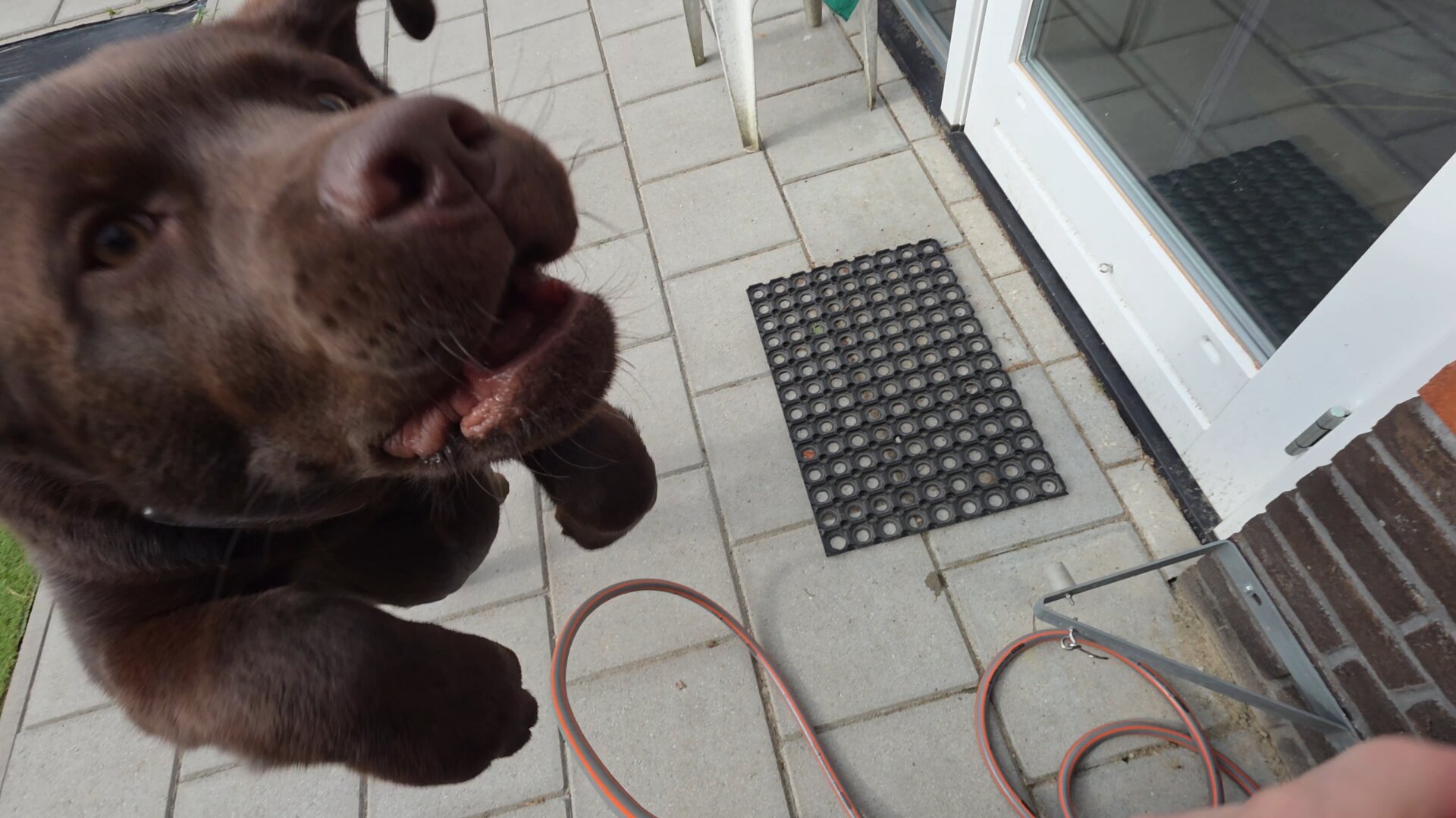 A hilariously close, motion-blurred close-up photo captures Koa, a young chocolate brown Labrador Retriever pup, leaping directly into the camera lens with ultimate enthusiasm! His big wet snout, floppy jowls, and open mouth dominate the left side of the frame, showing off his goofy, overjoyed expression as he bounces toward Cynni mid-play.
His dark paws reach forward in mid-air above the paved patio. In the background, a black rubber doormat rests near the base of the white glass door, a small white stool stands nearby, and the orange garden hose lies on the patio tiles below, completing this delightfully chaotic moment of water-hose fun.