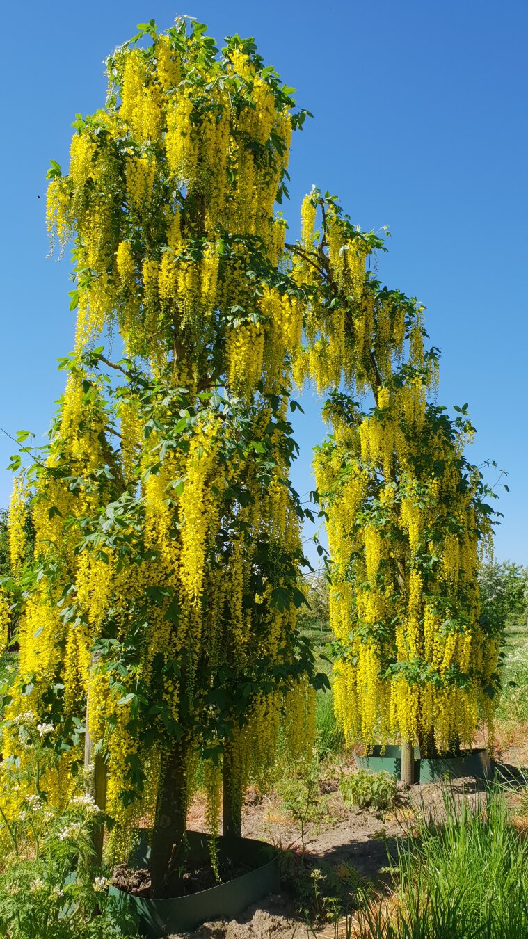 A vibrant, outdoor shot of a Laburnum archway, commonly known as a golden chain tree, in full, spectacular bloom under a clear, bright blue sky. Two beautifully trained trees stand on grassy ground, their branches heavily laden with cascading, dense clusters of bright yellow flowers that droop downwards like golden chains. Small, bright green leaves peek through the dense blanket of yellow. The tree on the left grows tall and arches gracefully over towards the right, seamlessly connecting with a slightly shorter companion tree to form a natural, living gateway. Both trees are secured at the base within dark planters set into the soil. In the background, hints of green foliage and distant trees add to the sunny, peaceful nursery or garden setting, which is completely bathed in warm, direct sunlight.