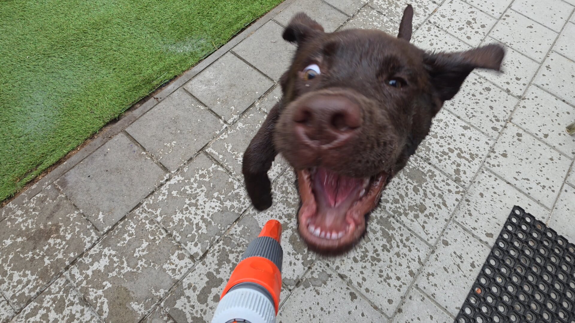 The grand finale of garden hose playtime captures Koa, a young chocolate brown Labrador Retriever puppy, in the ultimate moment of unhinged, joyous puppy madness. Shot from a first-person perspective, the orange and grey hose nozzle points up from the bottom center, but Koa has bypassed the water stream entirely and lunged directly into the camera lens. His face is wonderfully close and beautifully distorted by the wide-angle perspective. His mouth is stretched wide open in a hilarious, ecstatic grin, showcasing his bottom puppy teeth and pink tongue. His eyes are wide with comical, crazed intensity, with his right eye hilariously rolled back. His floppy puppy ears fly wildly outward like wings, and his tail points straight up behind him. He bounces on the wet, footprint-splattered patio tiles next to a black rubber mat and his green artificial turf. It’s a loving, witty, and perfectly accurate snapshot of pure, unadulterated puppy chaos.