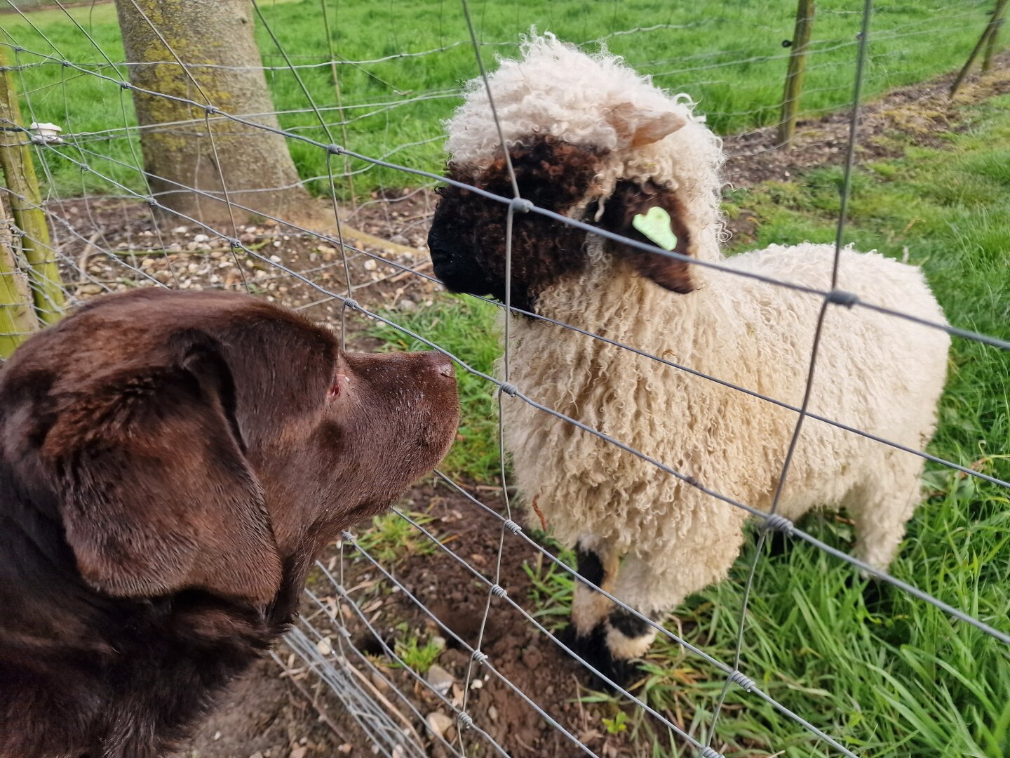 A close-up, heartwarming shot of Arwen, a chocolate brown Labrador, sharing a gentle, nose-to-nose encounter with a young Valais Blacknose sheep through a wire mesh fence.
​On the left side of the frame, Arwen’s head is seen in side profile, her rich brown fur soft and dark, her warm snout extended inquisitively toward the fence. On the other side stands the endearing young sheep, covered in a thick, curly fleece of off-white wool with a distinct dark brown-to-black face, fluffy ears, and a bright green tag on its left ear.
​Separated only by the thin grid of the wire fence, the two animals gaze toward each other in a sweet moment of quiet curiosity, innocence, and peaceful Connection. In the background, a tree trunk sits on the muddy ground beside vibrant green pasture grass that stretches into the distance.