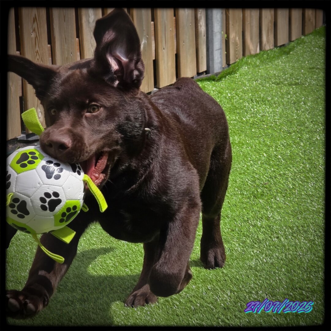 An action shot of Koa, a young chocolate brown Labrador Retriever pup, zoomies-ing across vibrant green grass next to a wooden fence. Captured mid-stride with one paw lifted, his shiny brown coat catches the sunlight as he carries his prized new toy proudly in his mouth: a white mini soccer ball adorned with black paw prints and bright lime-green fabric straps.
​His eyes are wide with sheer, goofy joy, mouth open in a happy pant around the ball, and his floppy ears are flailing wildly in the air, achieving full aerodynamic chaos. The photo features a soft dark vignette around the edges and a date stamp in the bottom right corner reading "27/07/2026" in stylized purple and cyan neon text, forever capturing a moment of pure, unadulterated puppy bliss.